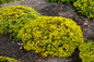 Row of Rock 'N Low Yellow Brick Road Stonecrop Sedum Plants