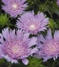 Peachies Pick Stokes' Aster purple flowers