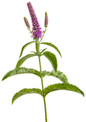 Magic Show® Purple Illusion Spike Speedwell Stem With Blooms and Leaves