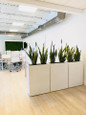 Amesbury Narrow Rectangular Planters in Office Building