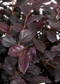 Red Diamond Loropetalum leaves close up