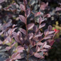 Red Diamond Loropetalum in Southern Living Pot