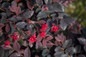 Red Diamond Loropetalum Blooms