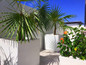 Montroy Cube Planters With Large Palm Trees