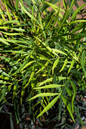 Soft Caress Mahonia Growing in the Sunlight