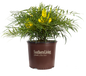 Soft Caress Mahonia in Branded Pot