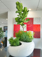 River Rock Planter (Large) in Business Lobby