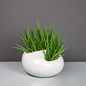 Large River Rock Planter with plants