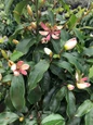 Stellar Ruby Magnolia flowers and buds