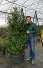 Stellar Ruby Magnolia nursery plant