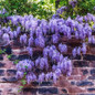 Amethyst Falls Wisteria Growing in the Wall 