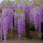 Amethyst Falls Wisteria in the Landscaping