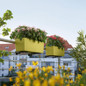 Balconera Color Rectangular Balcony Planter With Blooming Plants
