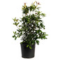 Fragrant Tea Olive 3 gal black pot