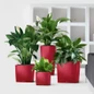Red Cube Planters