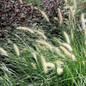 Dwarf Fountain Grass Cropped