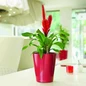 Red DELTINI Round Planters