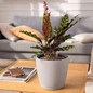 CLASSICO Color LS Self-Watering Round Tabletop Planter