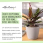 CLASSICO Color LS Self-Watering Round Planter For Home Office