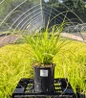 Evercolor Everillo Carex in nursery