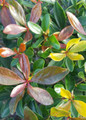 Bronze Beauty Cleyera leaves close up