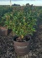 Bronze Beauty Cleyera in garden planter