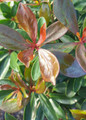 Bronze Beauty Cleyera Foliage Close-up