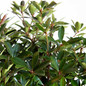 Bronze Beauty Cleyera Branches with Leaves