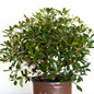 Bronze Beauty Cleyera in Southern Living Pot