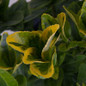 Golden Euonymus Leaves Close Up Cropped