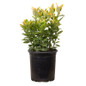 Golden Euonymus in Nursery Container