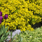 Mature Golden Euonymus Growing 