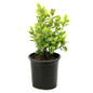  Golden Euonymus In a Nursery Container