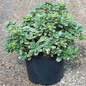 Variegated Pittosporum #3 Container