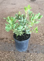 Variegated Pittosporum #1 Container