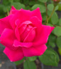 Pink Double Knock Out Rose flower close up