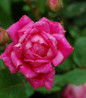 Pink Double Knock Out Rose focus