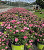 Pink Double Knock Out Rose in pot