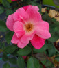 Knock Out® Pink Landscape Shrub Rose pink petals