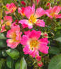 Pink Drift Rose soft pink blooms