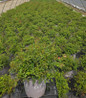 Pink Drift Rose nursery container plant