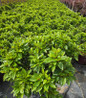 Autumn Carnation Reblooming Azalea compact growth habit