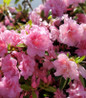 Autumn Carnation Reblooming Azalea reblooming color display