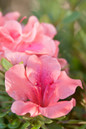 Autumn Coral Encore Azalea Flower