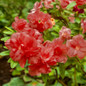 Autumn Embers Encore Azalea stems  with flowers and foliage