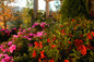 Autumn Empress Encore Azalea in the Landscape