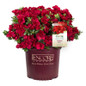 Autumn Fire Encore Azalea in Branded Pot