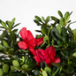 Autumn Fire Encore Azalea Evergreen Foliage Autumn Fire Encore Azalea Evergreen Foliage