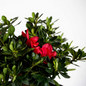 Autumn Fire Encore Azalea Branches With Leaves and Flowers Autumn Fire Encore Azalea Branches With Leaves and Flowers