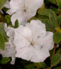 Autumn Lily Reblooming Azalea white blooms